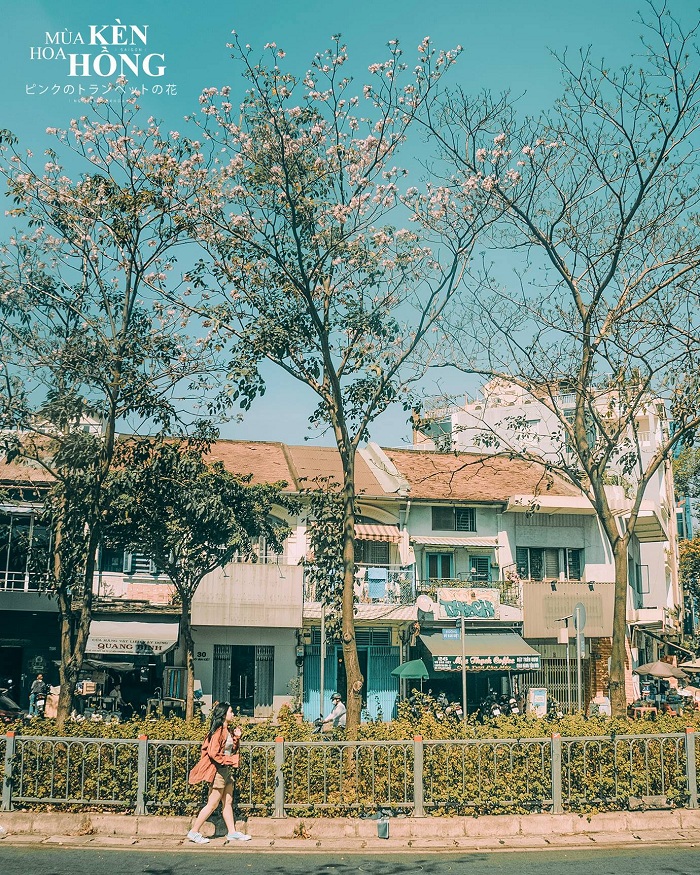 hoa kèn hồng Sài Gòn
