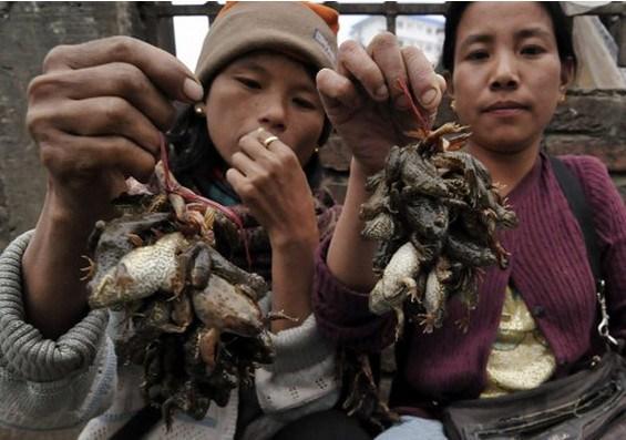 Món sinh tố ếch tươi được người Peru ví như “siêu phẩm kích thích tình dục” - 2