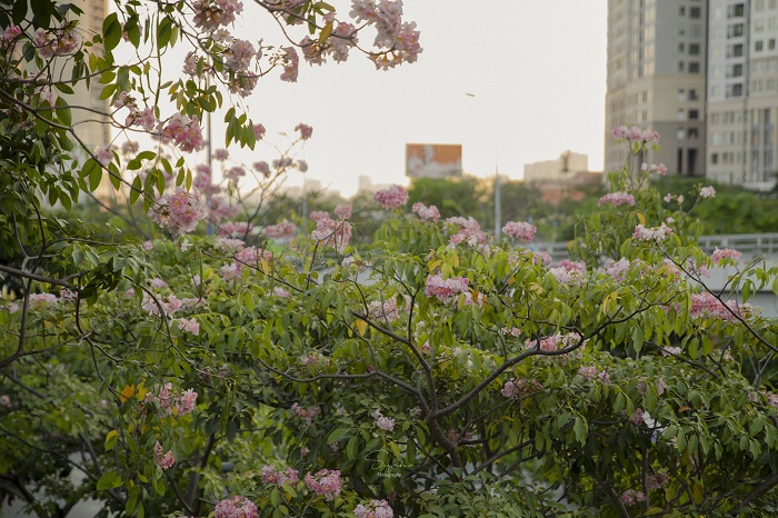 mùa hoa kèn hồng Sài Gòn
