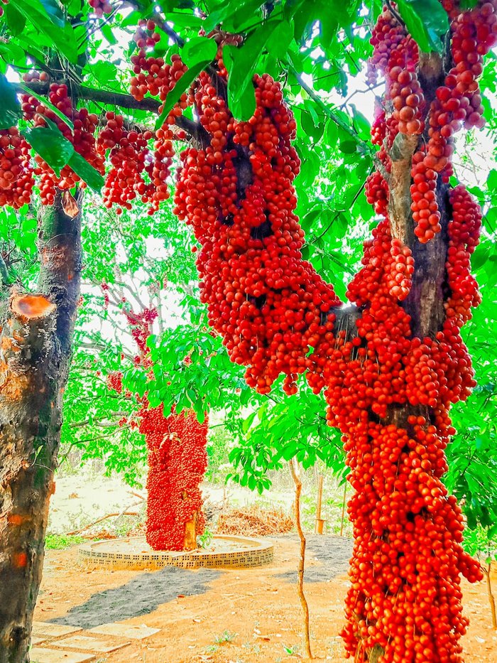 Mùa cây đỏ ở cao nguyên Vân Hòa 