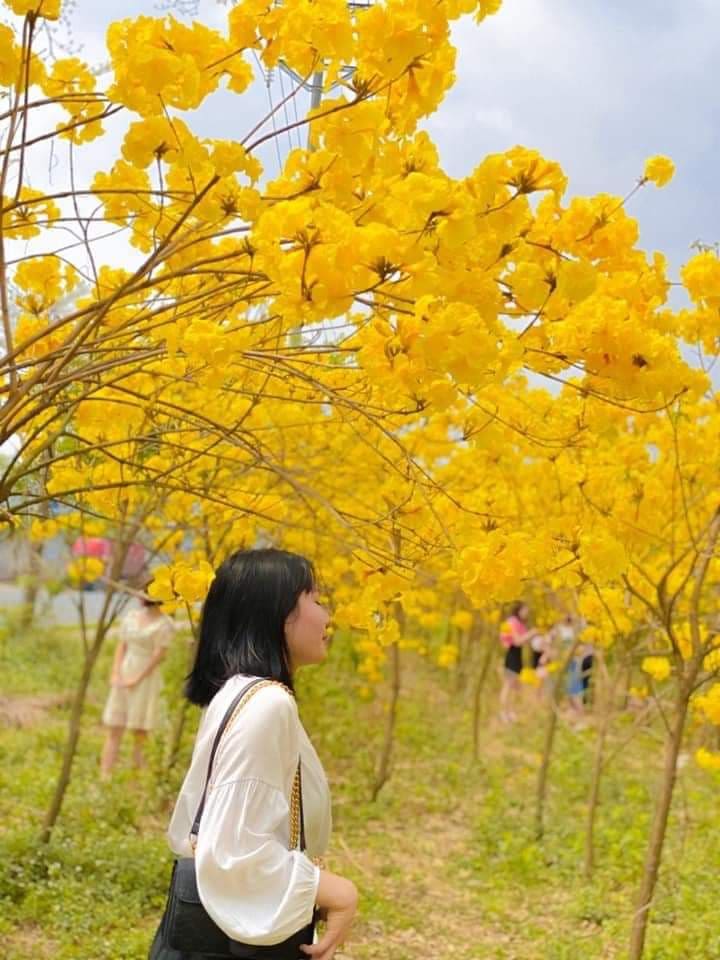 mùa hoa chuông Bắc Giang