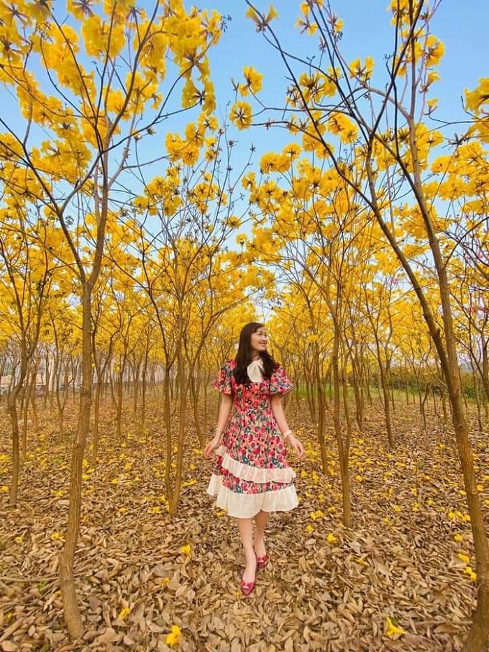 mùa hoa chuông Bắc Giang