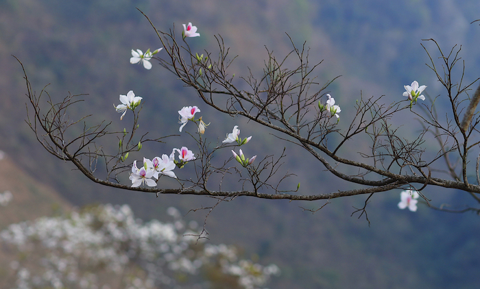 mùa hoa ban ở Mộc Châu