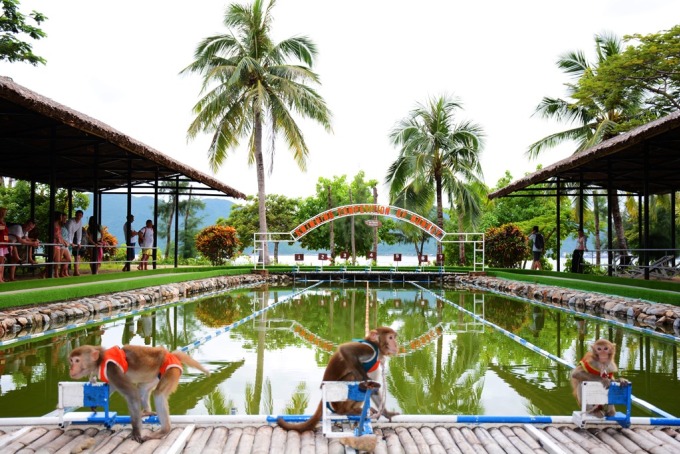 (Khỉ thi bơi tại Đảo Khỉ Nha Trang)