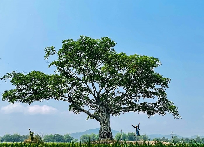 cây cô đơn bên hồ Lắk - 1 trong 2 cây cô đơn ở Đắk Lắk nổi tiếng
