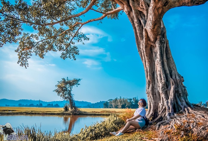 Những cây cô đơn ở Đắk Lắk hot hit - cây cô đơn gần hồ lắk