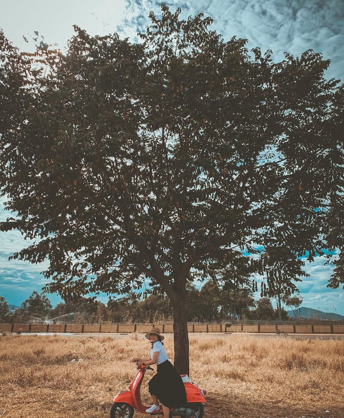 phụ kiện - thứ làm bức ảnh chụp với cây cô đơn ở Đắk Lắk thêm sinh động