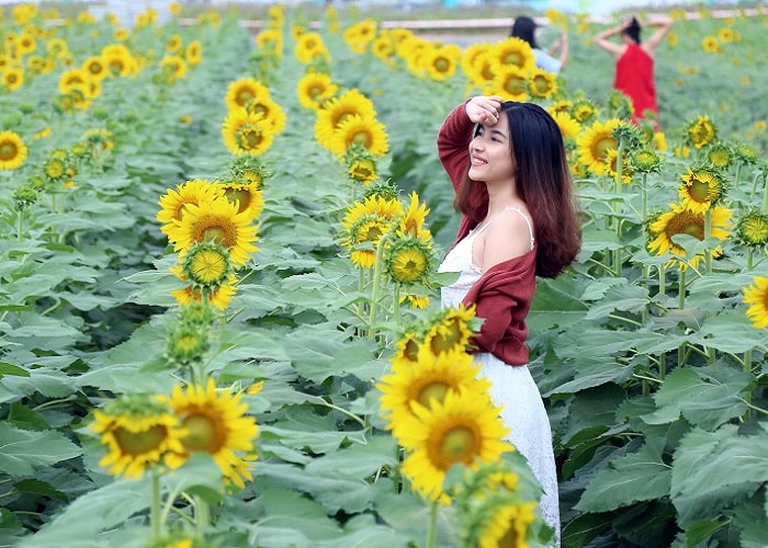 Cánh đồng hoa hướng dương - Địa điểm chụp ảnh đẹp ở Nghệ An