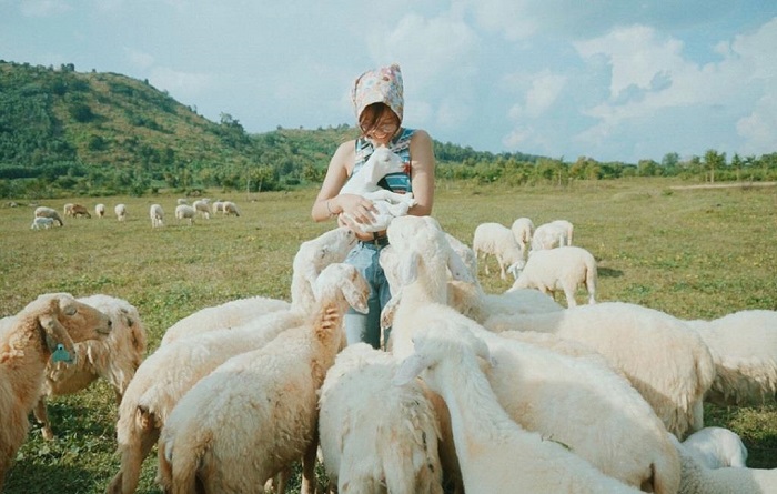 Trại cừu Yên Thành - Địa điểm chụp ảnh đẹp ở Nghệ An