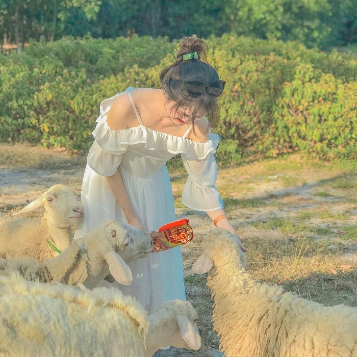 Yên Thành là đồng cừu đẹp ở Việt Nam