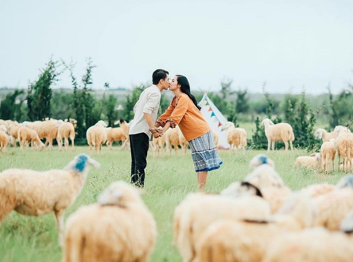 An Hòa là đồng cừu đẹp ở Việt Nam