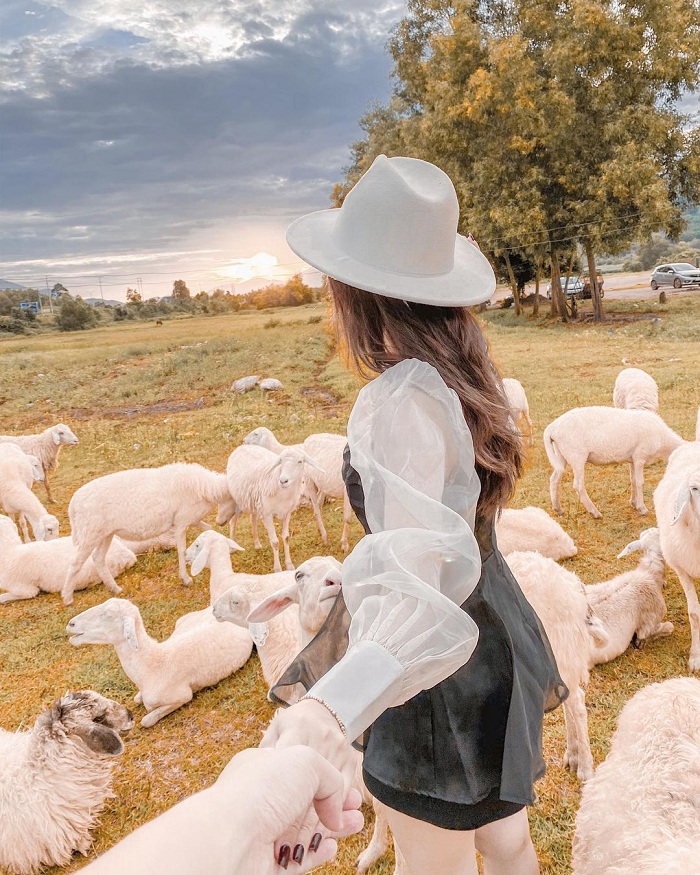 Suối Nghệ là đồng cừu đẹp ở Việt Nam