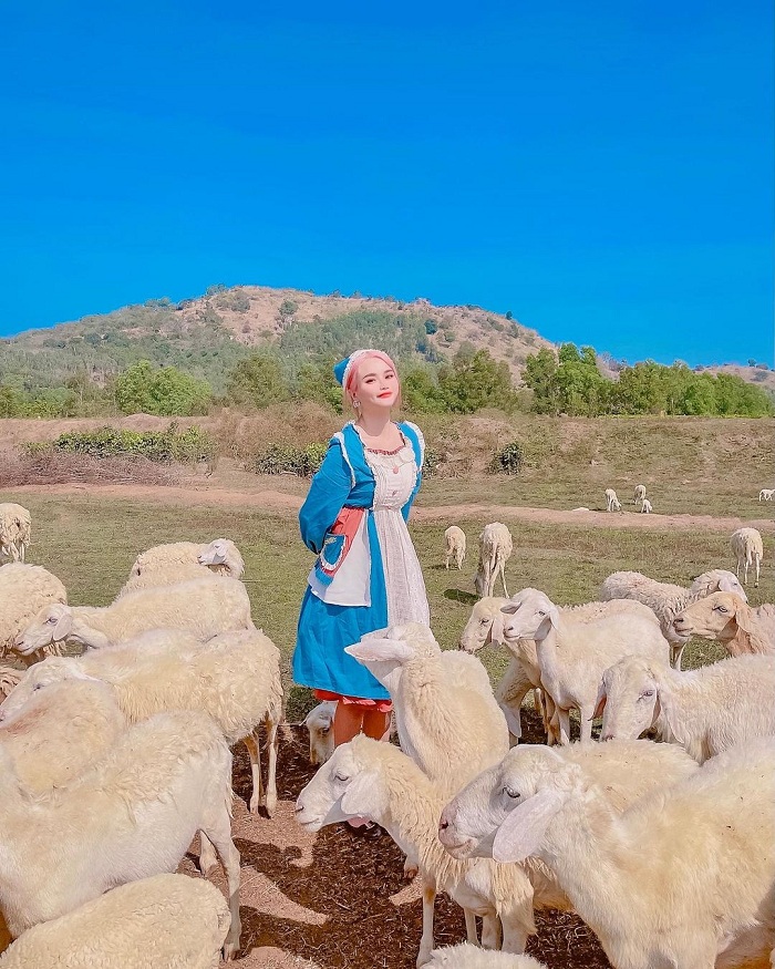 Suối Nghệ là đồng cừu đẹp ở Việt Nam