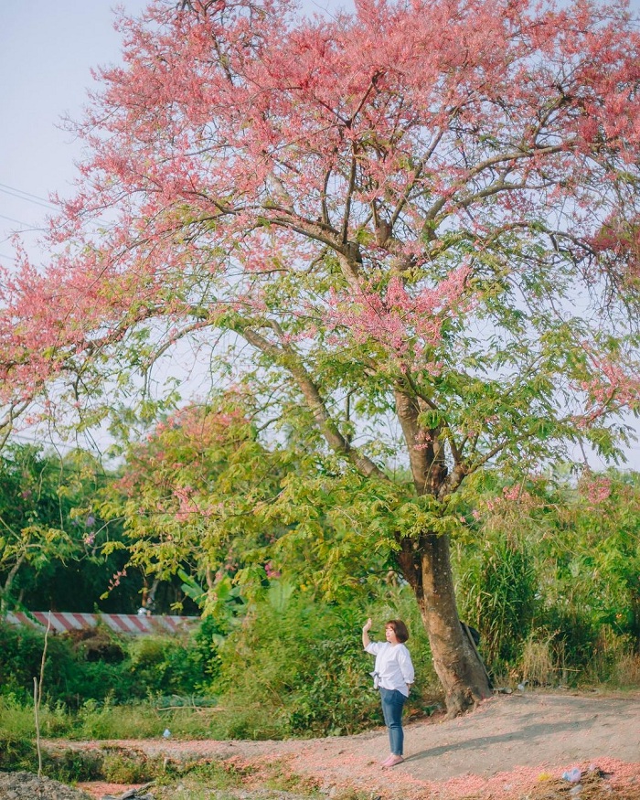 Ô môi là mùa hoa màu hồng ở Việt Nam tuyệt đẹp
