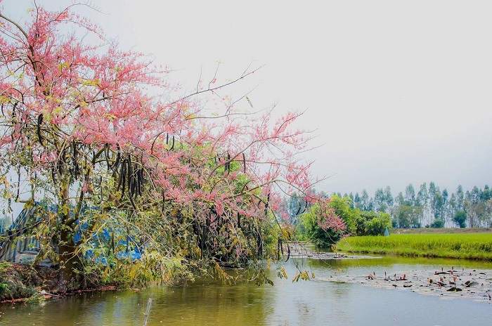 Ô môi là mùa hoa màu hồng ở Việt Nam tuyệt đẹp