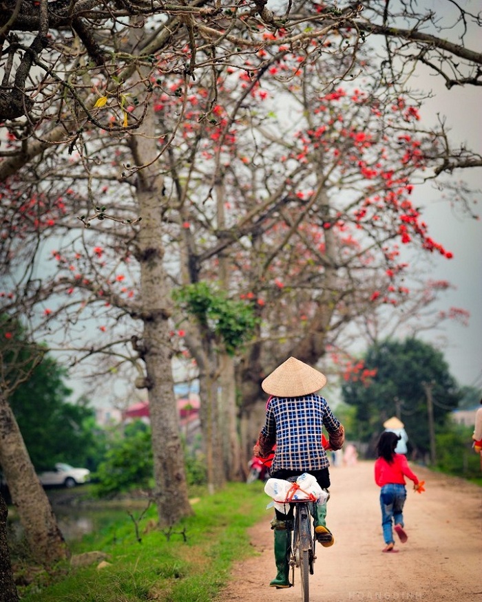 mùa hoa gạo là mùa hoa tháng 3 ở Việt Nam rất đẹp