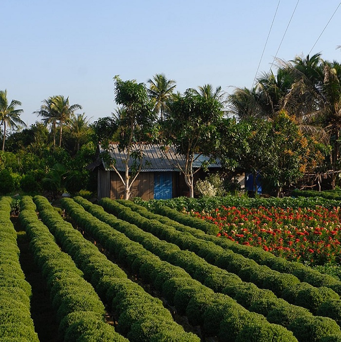 Cái Mơn là làng hoa Tết ở Việt Nam nổi tiếng