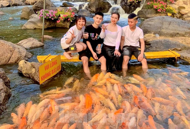 'Thả dáng' bên dòng suối hàng chục nghìn con cá vàng ở Nghệ An - 2