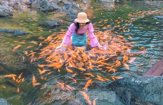 'Thả dáng' bên dòng suối hàng chục nghìn con cá vàng ở Nghệ An - 5