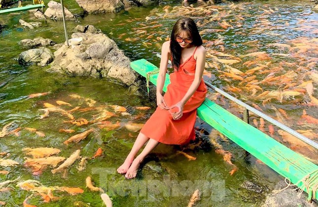 'Thả dáng' bên dòng suối hàng chục nghìn con cá vàng ở Nghệ An - 6