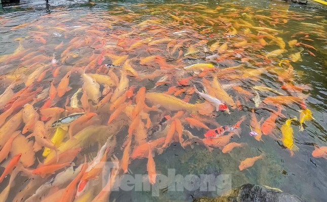 'Thả dáng' bên dòng suối hàng chục nghìn con cá vàng ở Nghệ An - 8