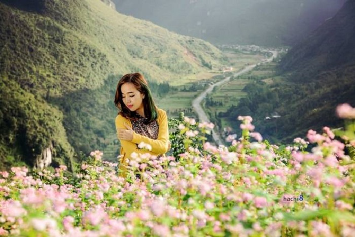  check in hoa tam giác mạch tại thung lũng Sủng Là Hà Giang