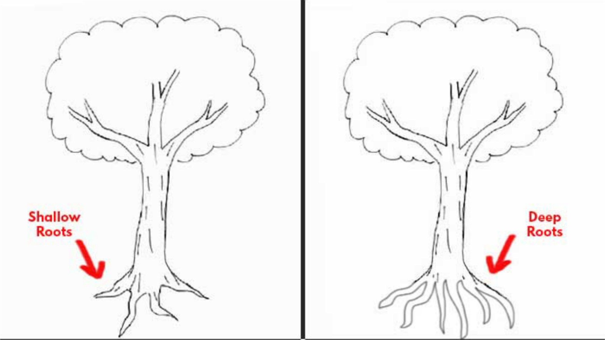 Trắc nghiệm Karl Koch: Cách vẽ cây tiết lộ điều gì về cảm xúc của bạn?