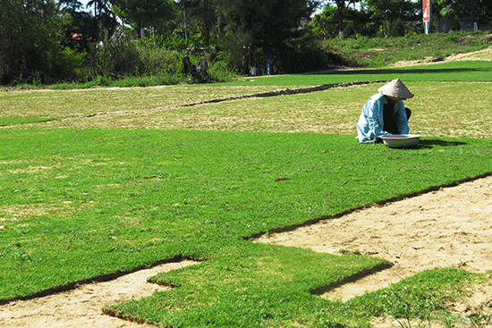 Trồng cỏ cho khách sạn Đà Nẵng – nghề kiếm nửa tỷ mỗi năm