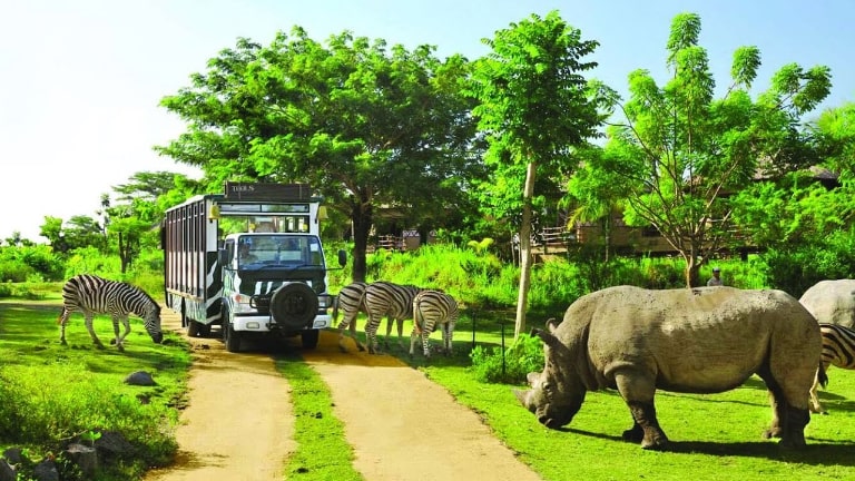 Rất nhiều loài động vật được nuôi dưỡng ở công viên thú Safari Phú Quốc