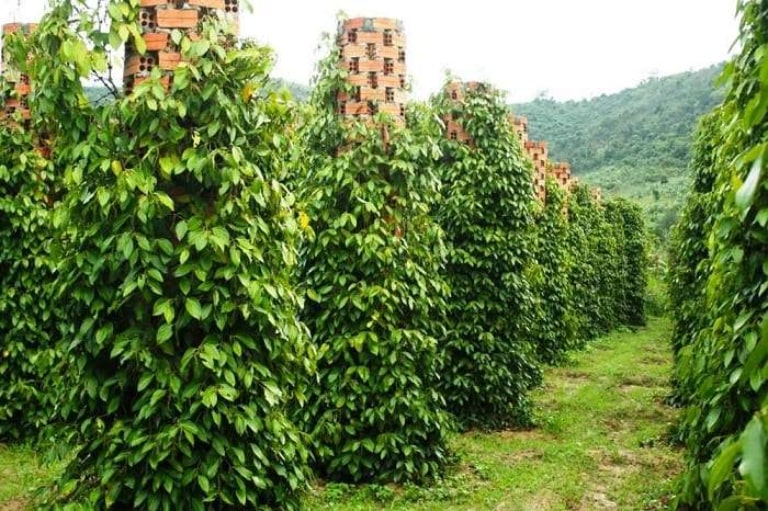 Tiêu Phú Quốc được trồng bạt ngàn như những cánh rừng