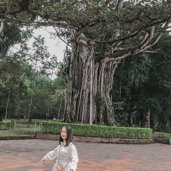 cây Đa Thị - di sản quý giá tại khu di tích Lam Kinh 