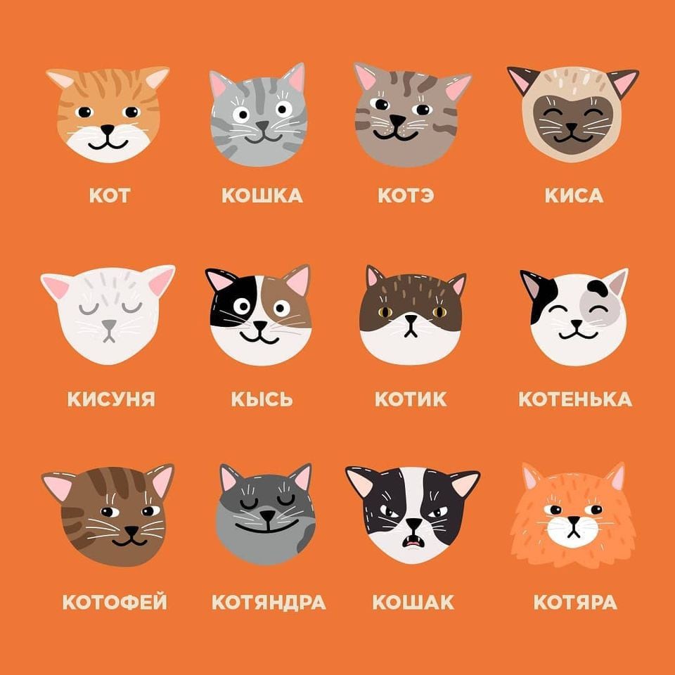 Có thể bạn chưa biết - Loài mèo trong tiếng Nga thì có đến 12 cách gọi